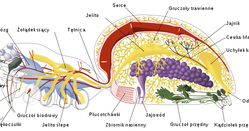 Pajęczaki: Budowa wewnętrzna