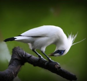Gambar Burung Jalak Bali
