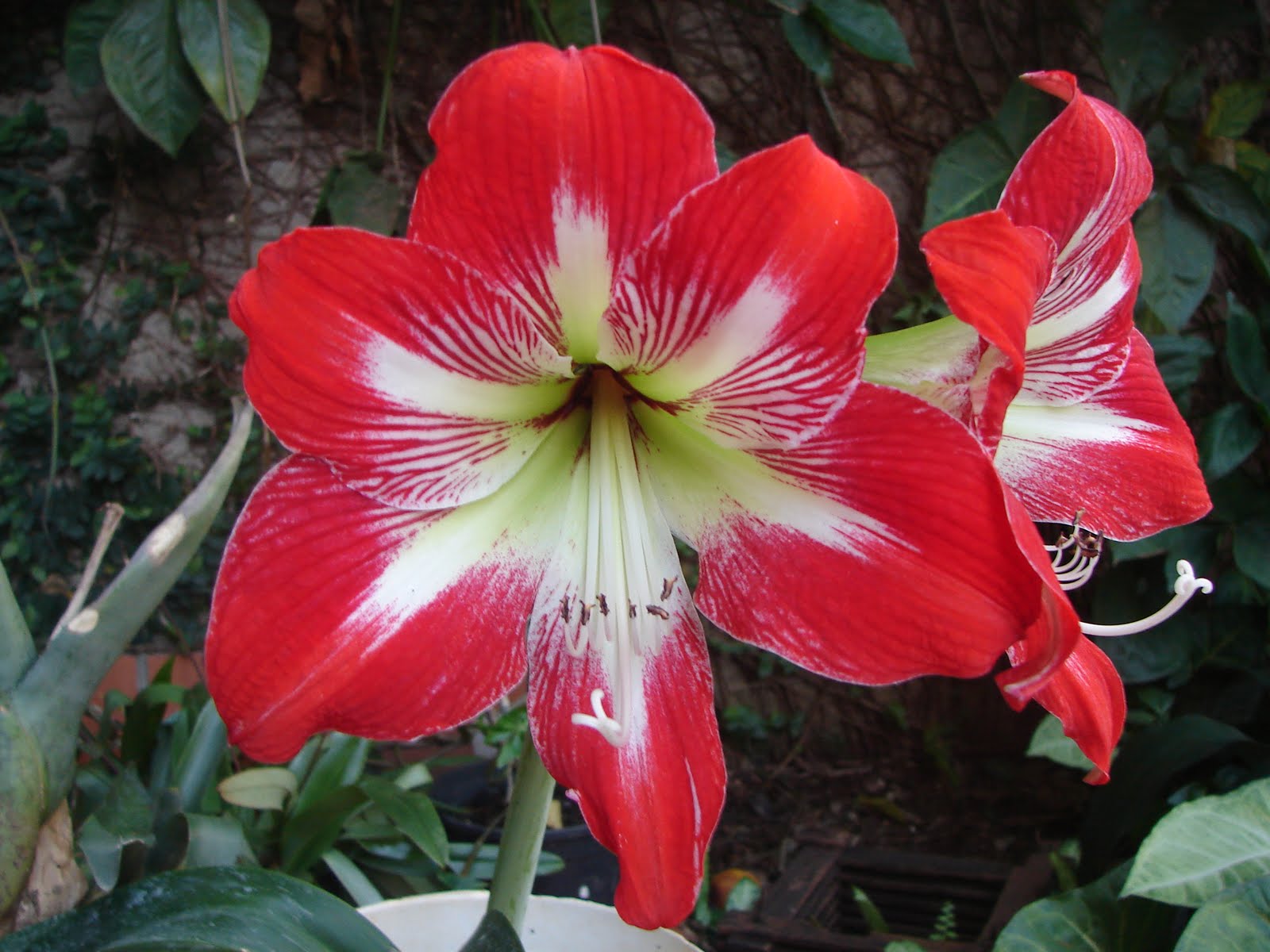 Imágenes de flores y plantas: Amarilis