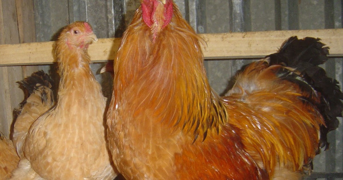 κοτες σπανιες,brahmacochinorpigtonwyandottejersey giants brahmas Buff Columbian (large)