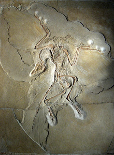 Image source: Wikipedia Image source: Wikipedia