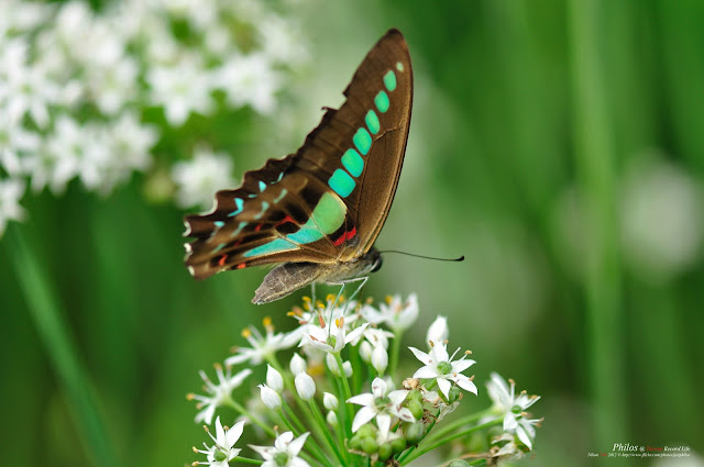 [桃園] 大溪中新里韭菜花