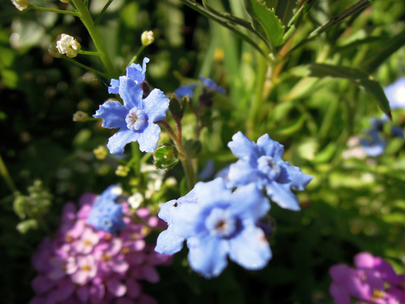 chinese forget-me-not blue wildflowers wild flower