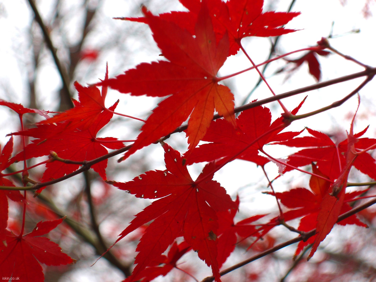 Red Blaze