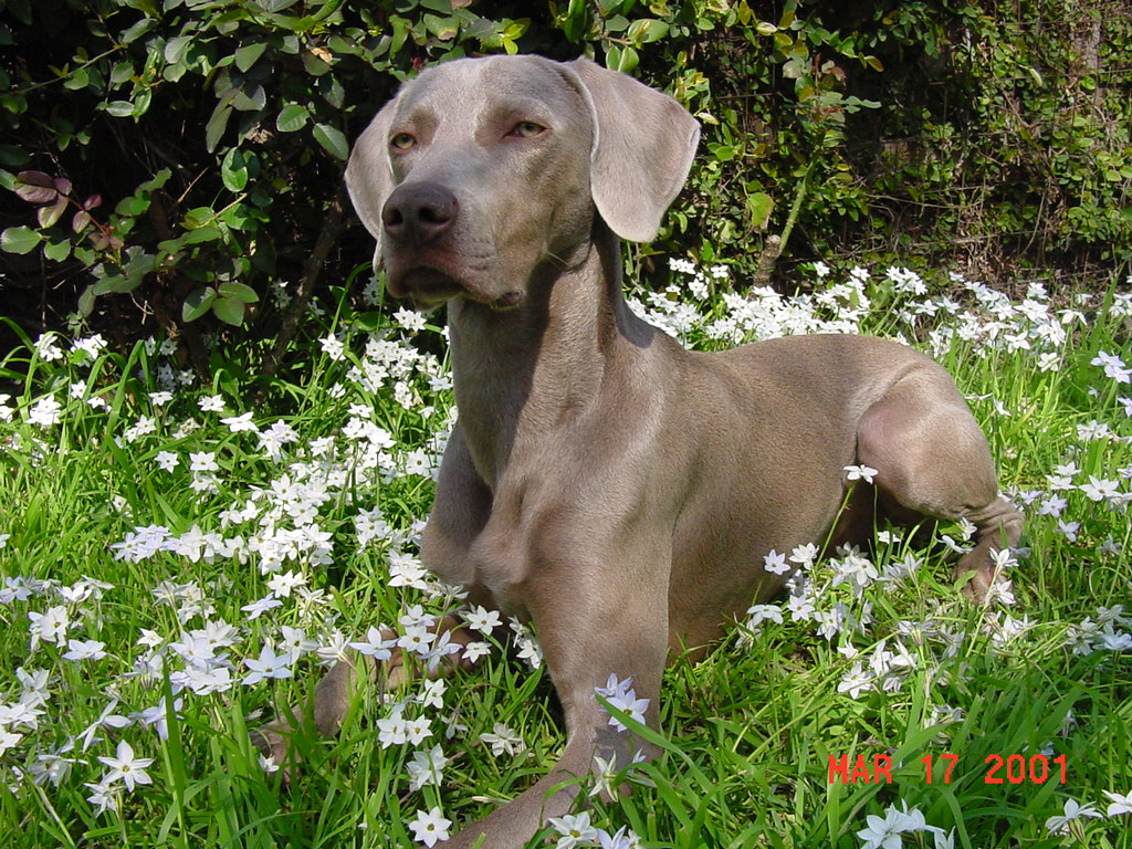 Dog Breed Directory: Weimaraner Dog Breed