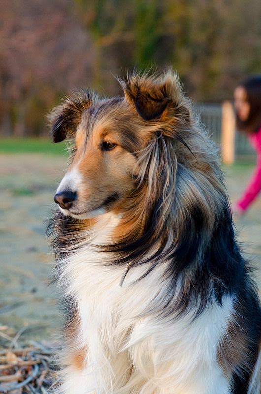 top 5 smartest dogs lovely pets may 2015 top 5 smartest dogs lovely pets may 2015