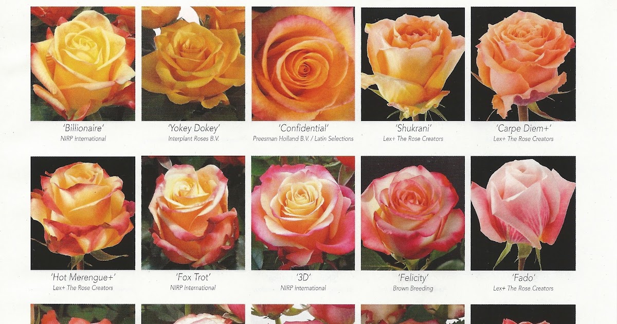 flower classroom 2013 New Rose Varieties, published in Super Floral