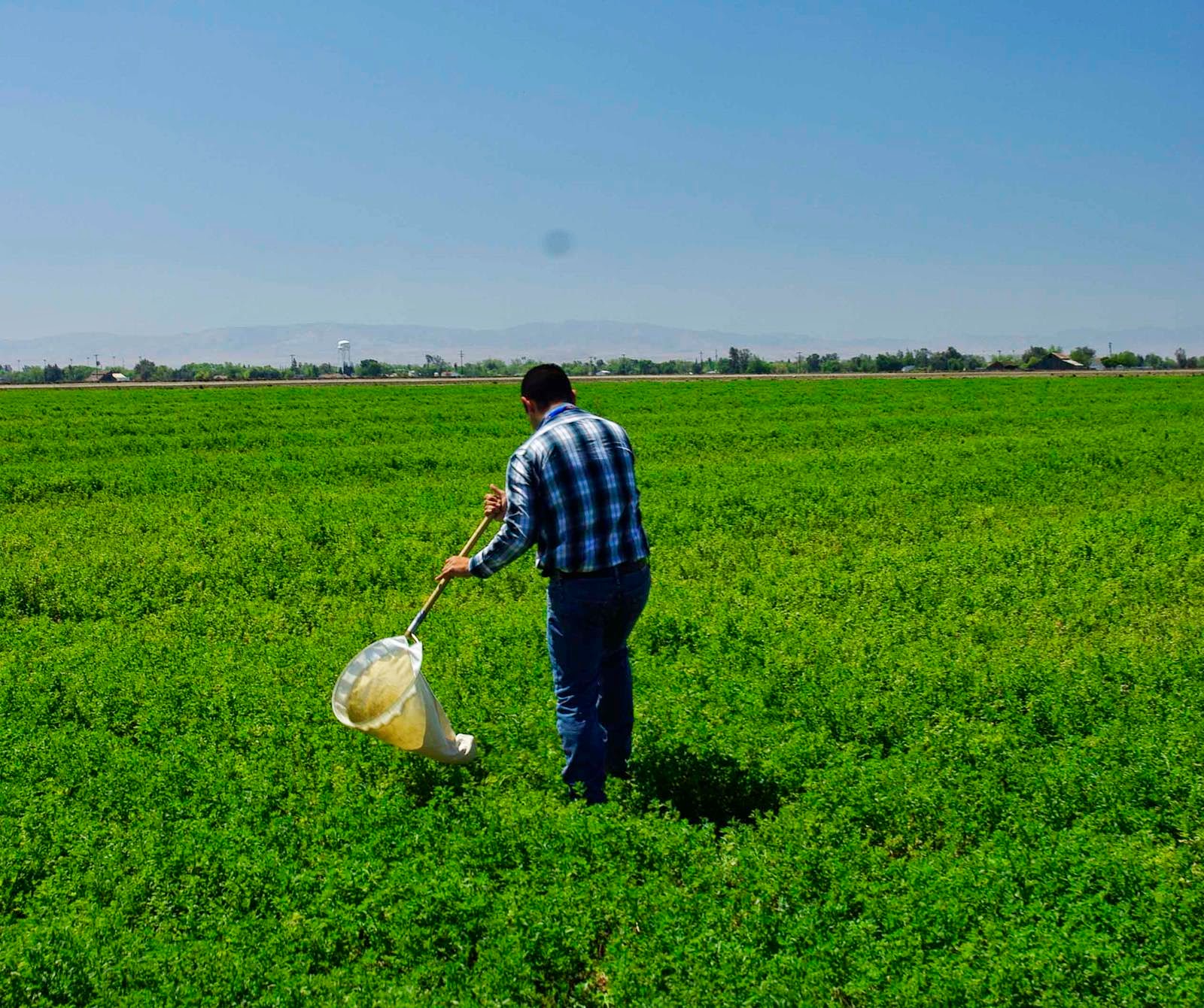 Sustainable Ag A View from the Field Sweeping Fields Tracks Pest