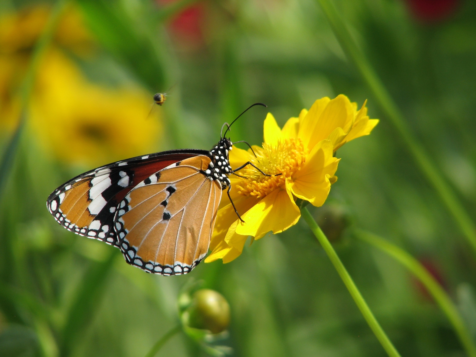 http://4.bp.blogspot.com/-w3-8P-1VUfY/UGvTY6NhpXI/AAAAAAAAT7k/kemM8LUq8Tg/s1600/HD+flowers+N+butterfly+desktop+wallpapers.+(3).jpg