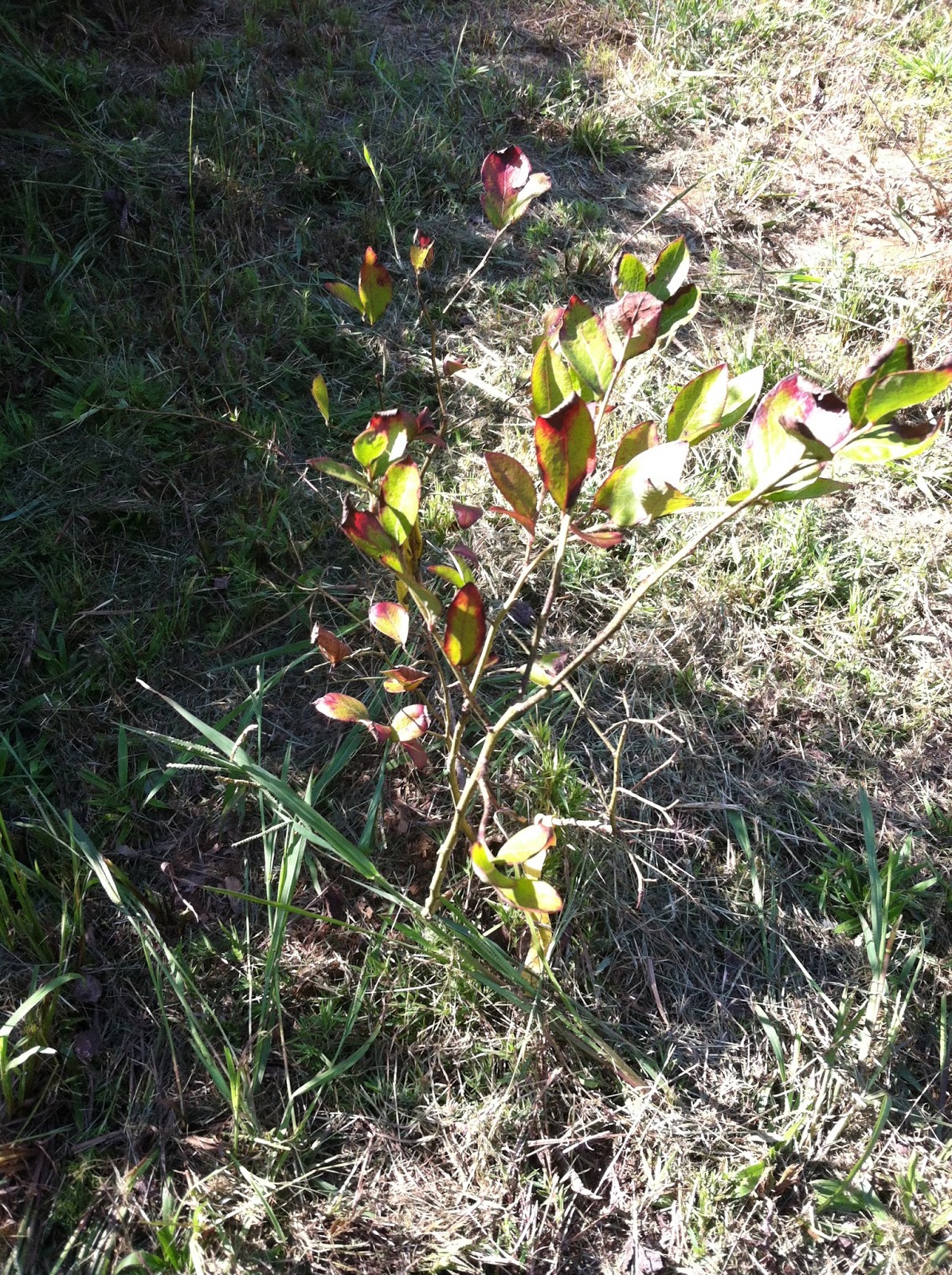 Tales from the Garden Blueberry Problems (Iron Chlorosis)
