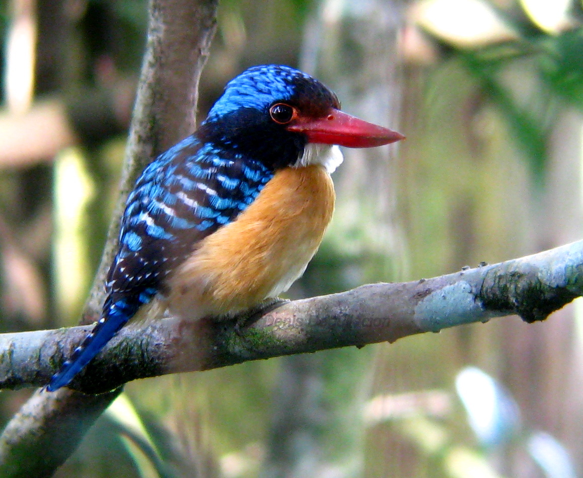 Denis Degullacion Birding Digiscoping Photography Banded