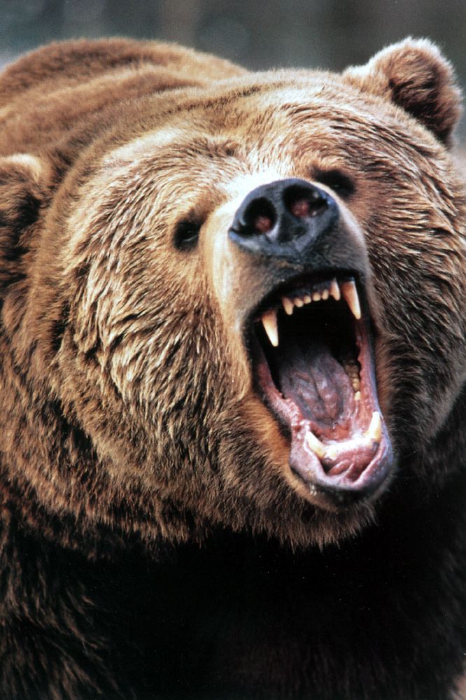 Angry Black Bear | Funny Collection World
