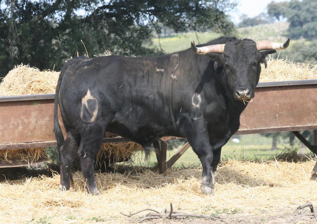 Toros+De+Reparo+En+Venta estos dos toros de la ganaderia de mariano sanz serán exhibidos en ...