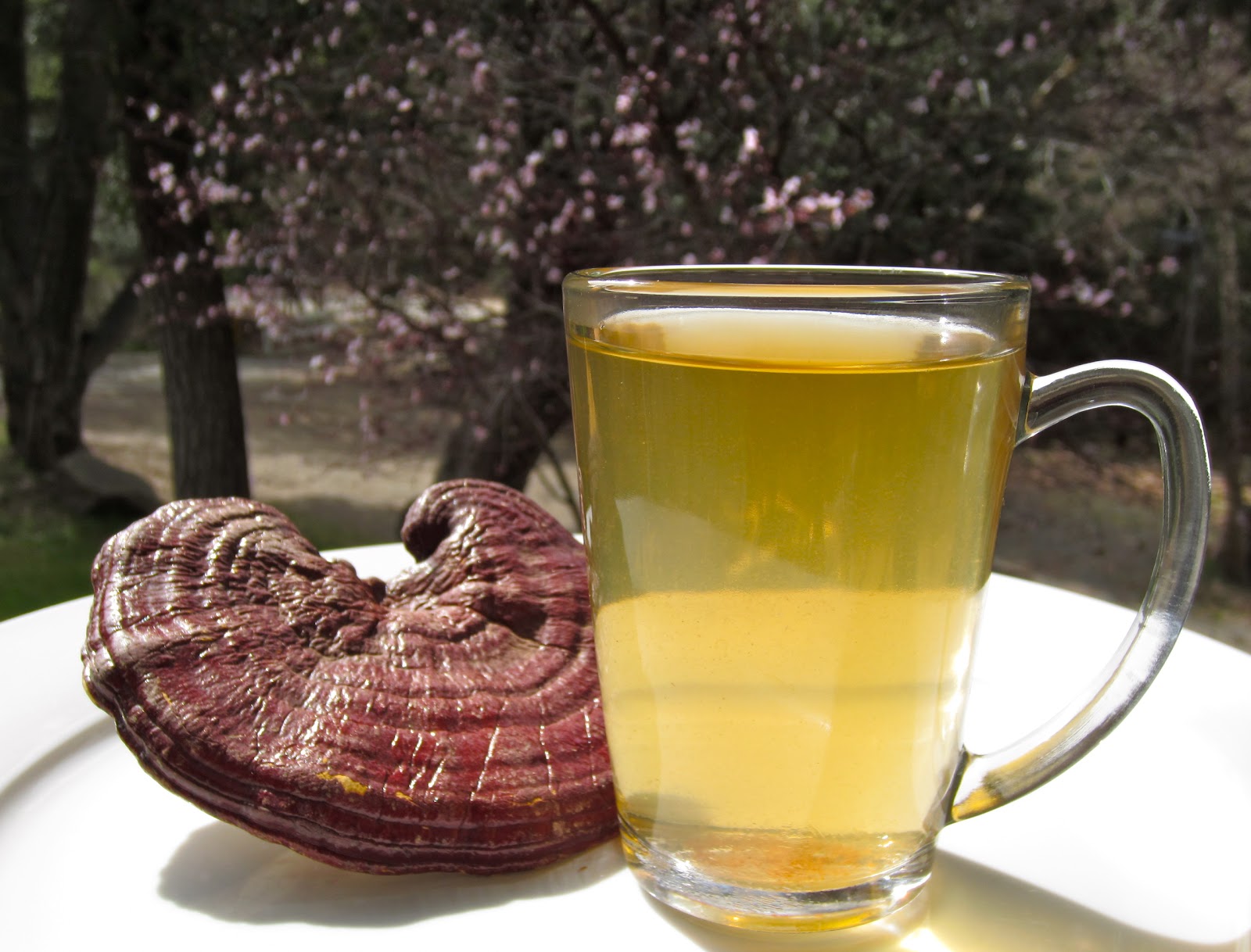 reishi tea