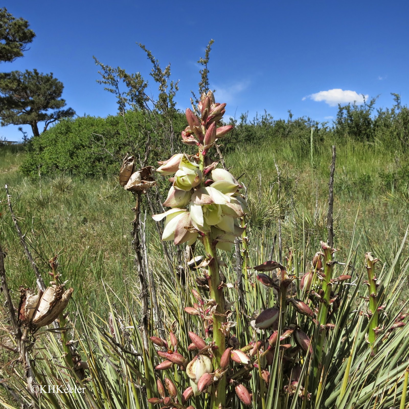 soapweed yucca soapweed yucca