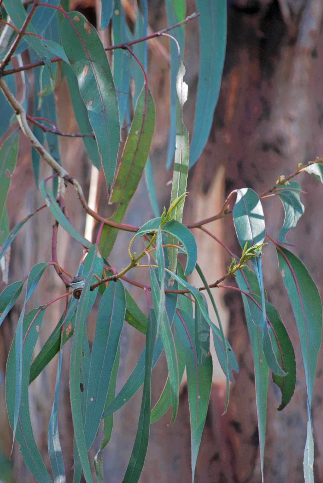 A Photo A Day Eucalyptus leaves Australia