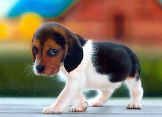 Beagle Cachorro Perro
