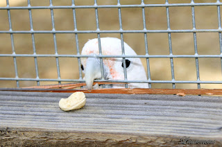 Kakatua-Cerdas_3 Figaro-Kakatua-Cerdas_3