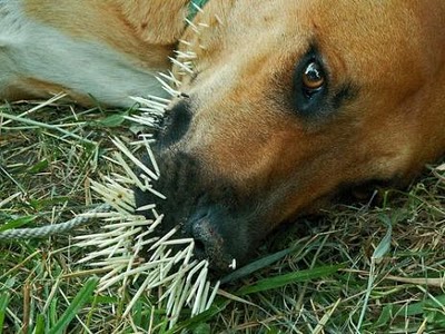 Dah berapa banyak anjing kena ngan landak Dah berapa banyak anjing kena ngan landak