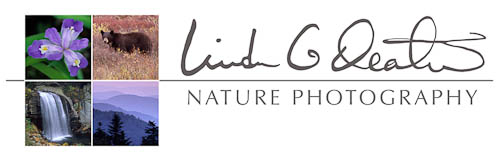 Linda G Deaton Nature Photography Travel Blog