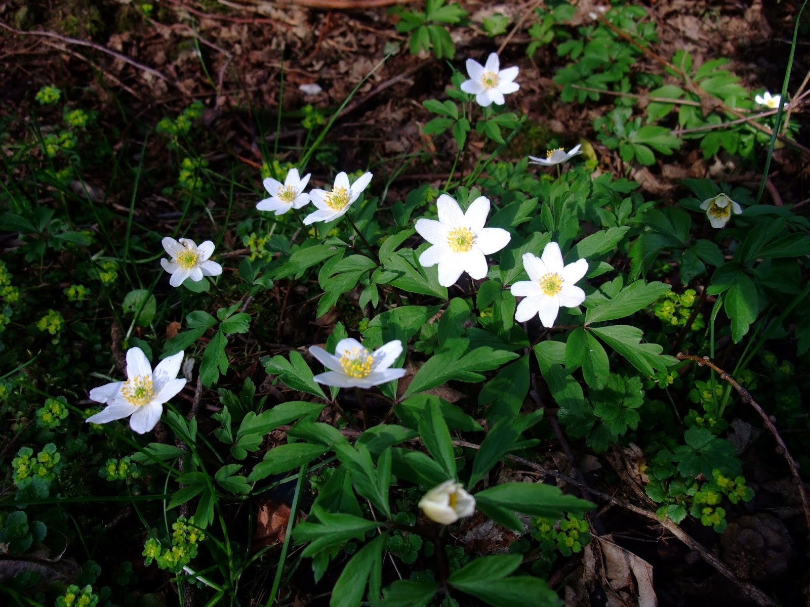 HERBAL PICNIC WOOD ANEMONE