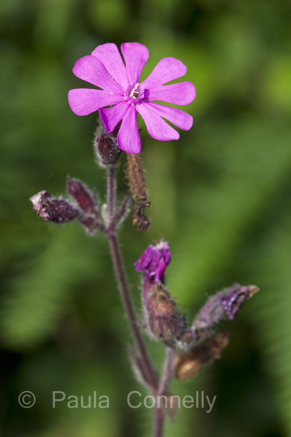 An exploration of British wild flowers