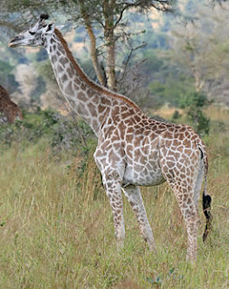 Bekend is onder meer de netgiraffe die ook bekend staat als Somalische giraffe.