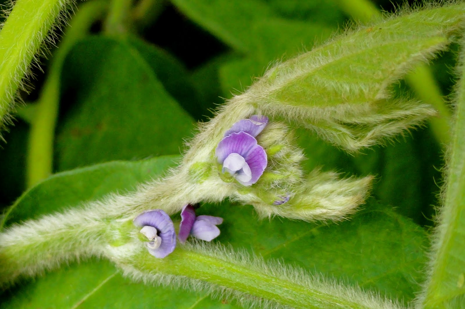Griggs Dakota AdFarm Soybeans Blooming