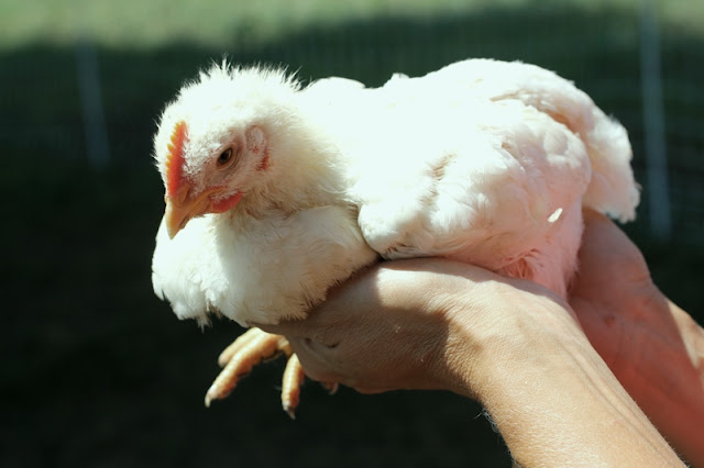 Broiler chick day 22