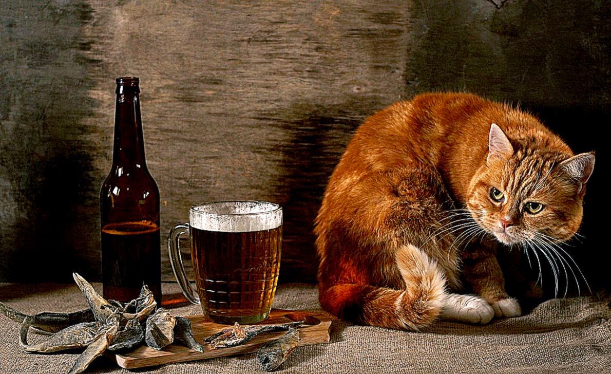 Animals Funny Cat Beer Pictures Wallpaper Best HD Wallpapers Animals Funny Cat Beer Pictures Wallpaper Best HD Wallpapers