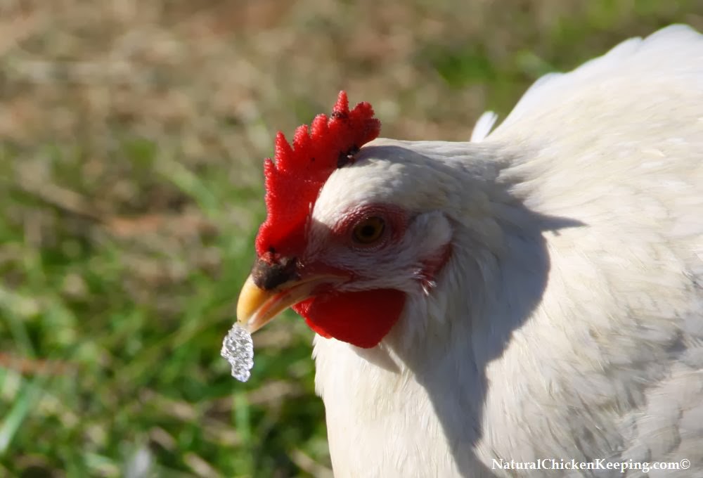 Natural Chicken Keeping Signs Of A Stroke In Chickens Yes Chickens Can And Do Have Strokes