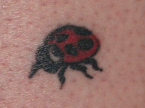 New Ladybug Tattoos Fonts Pictures 2012 Posted by Panter at 1113 PM