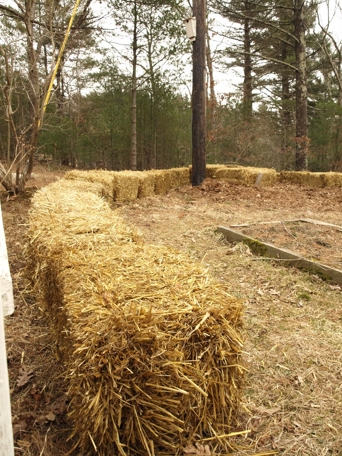 Hanley's Hedge: Straw bale garden