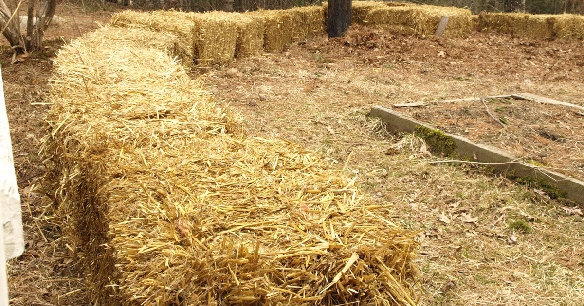 Hanley's Hedge: Straw bale garden