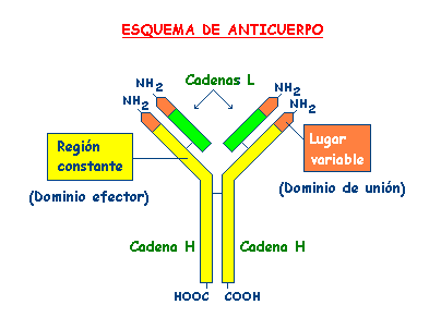 Antigenos Y Anticuerpos