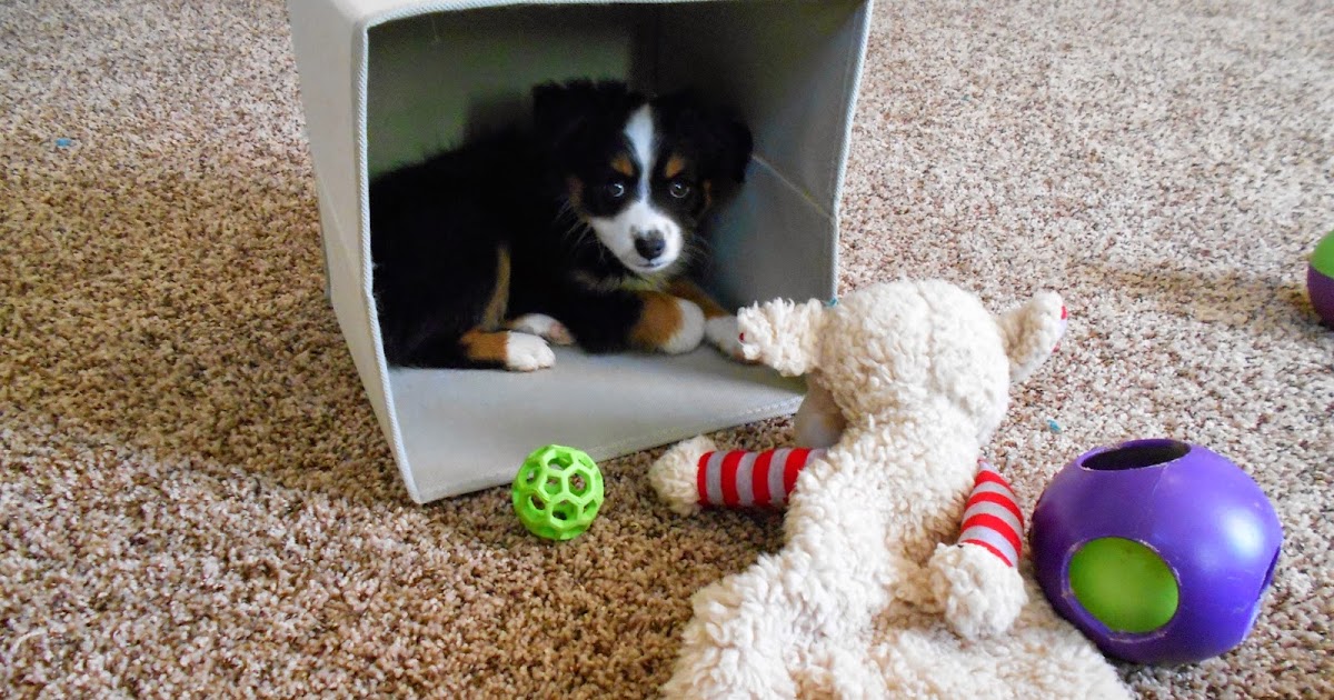 mini aussie stuffed animal