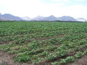 Cultivos de la azucarera Cayaltí Cultivos de la azucarera Cayaltí