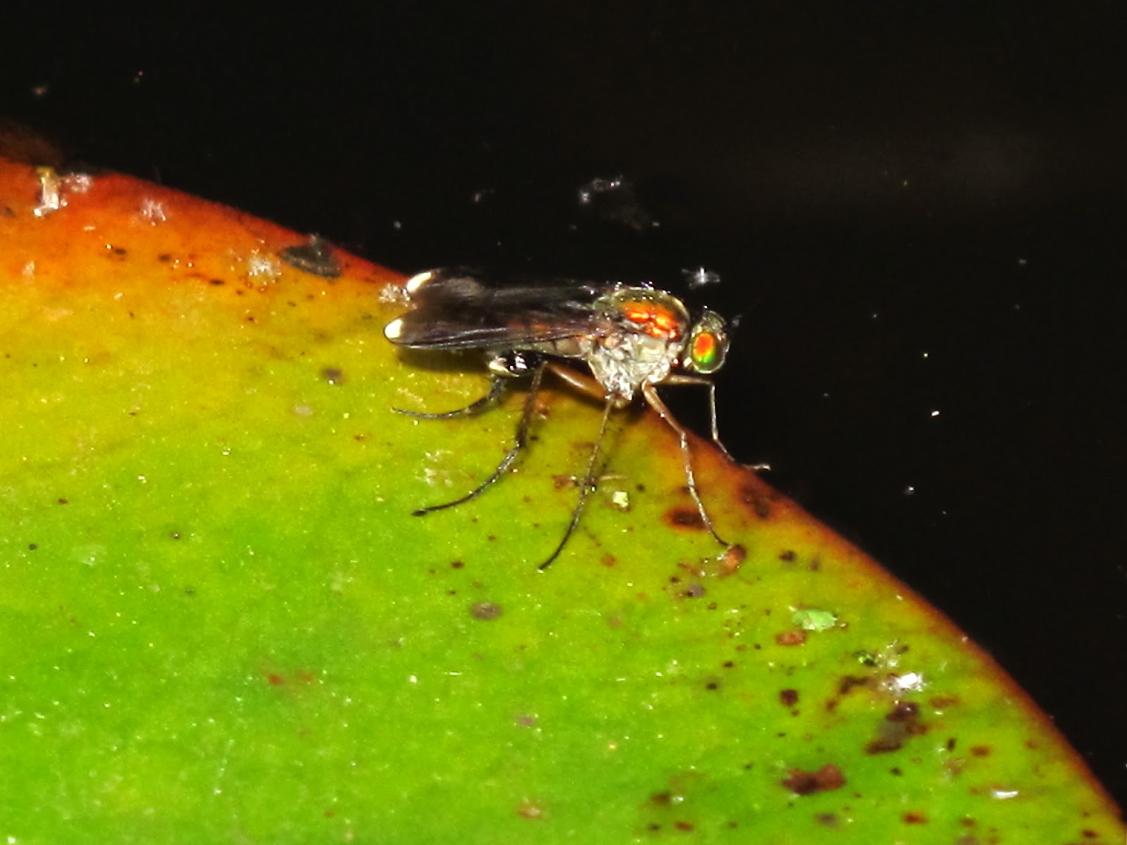 BugBlog Flies dancing on water