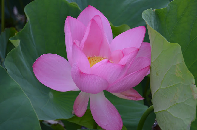 Lotus Flower