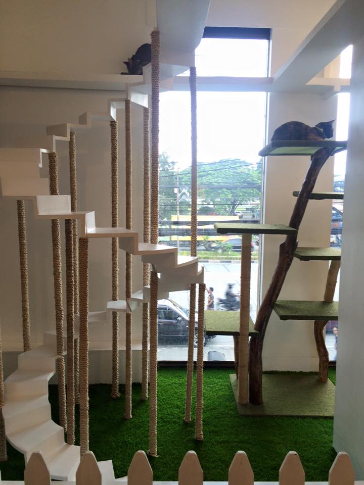 The Cat House Cafe Adorable Cats & Yummy Bento Meals It's Me, Gracee