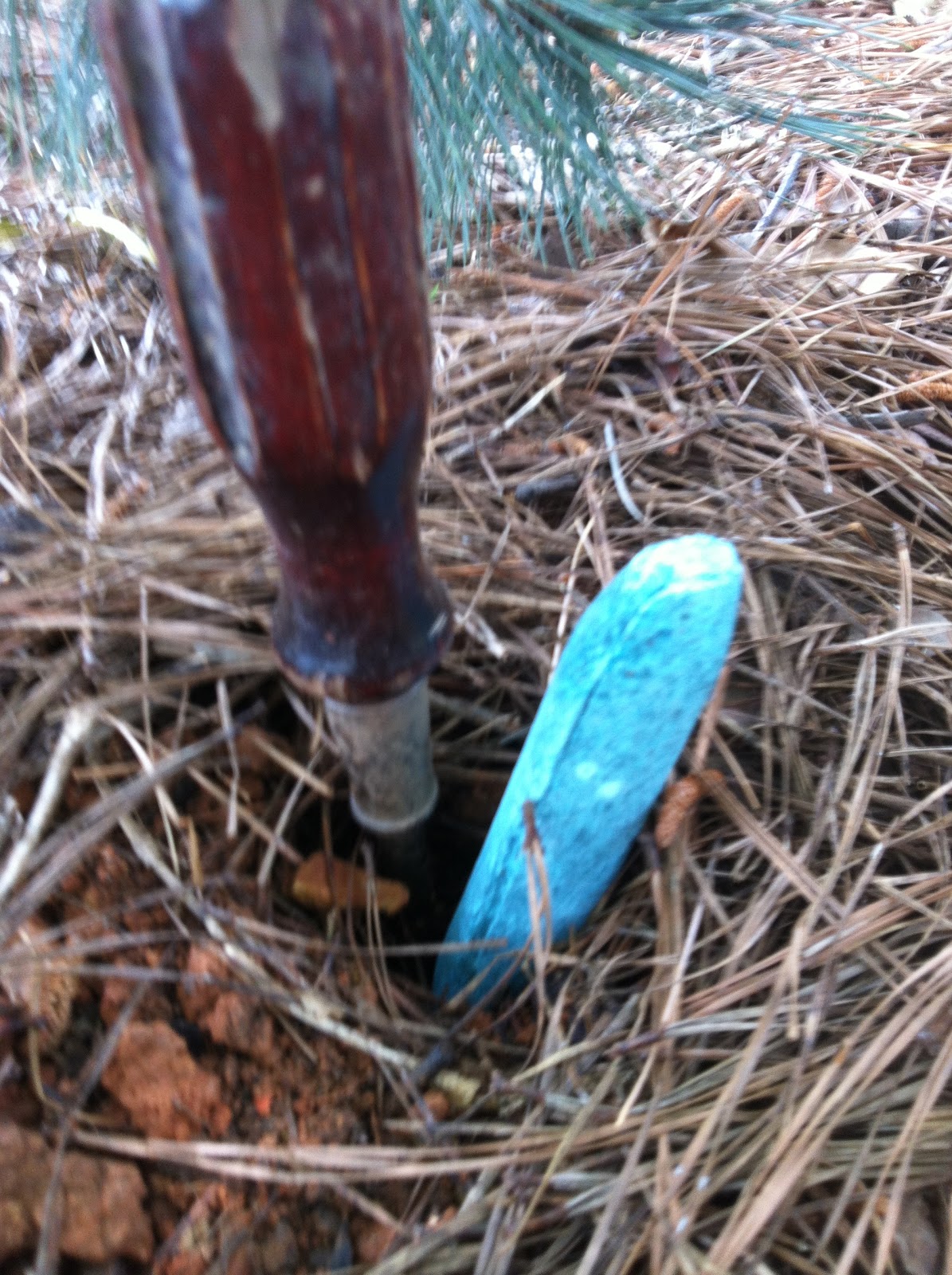 Plant Preview Trying Winchester Gardens Fertilizer Spikes