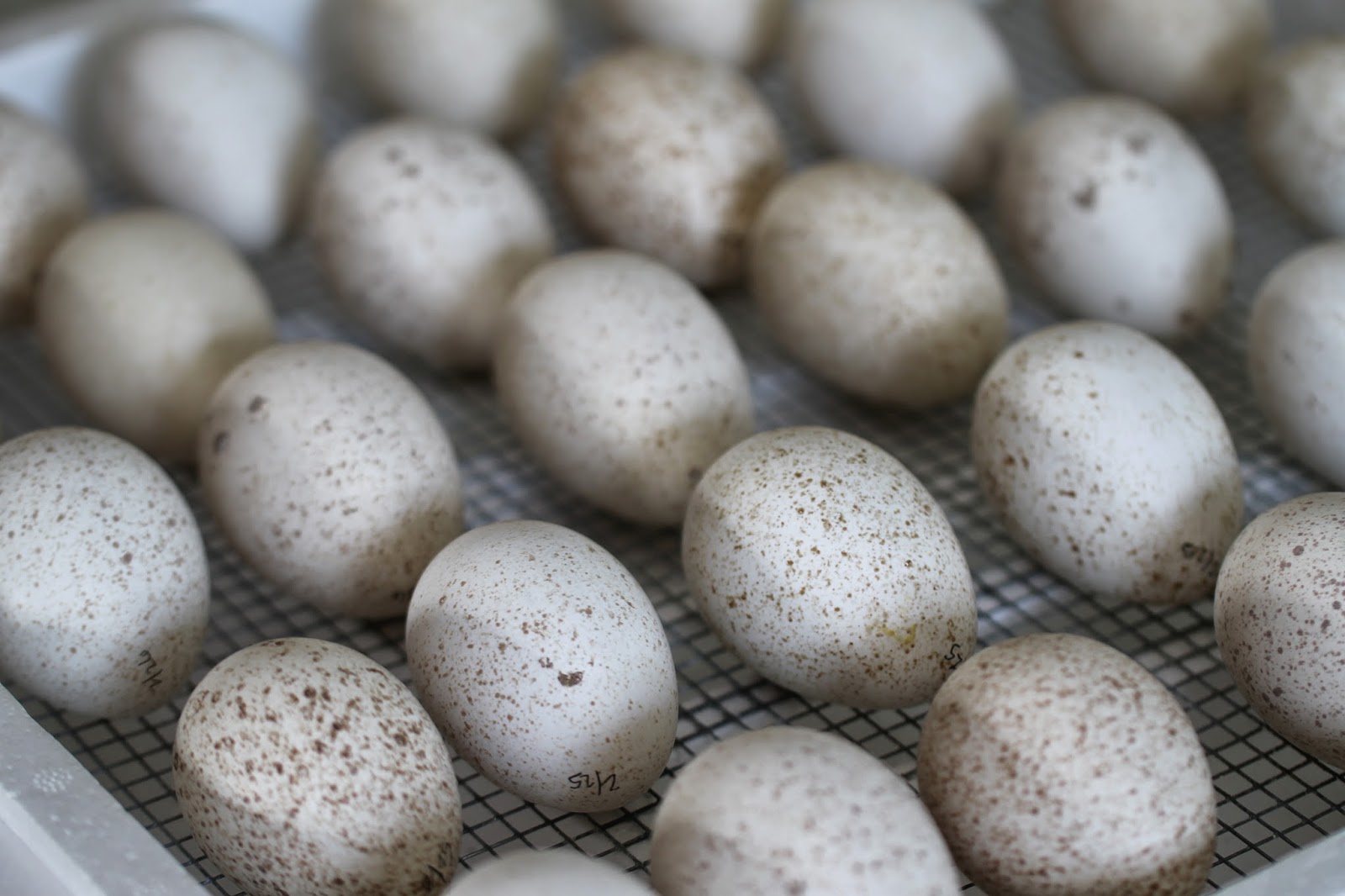 30 Sweetgrass turkey eggs incubating