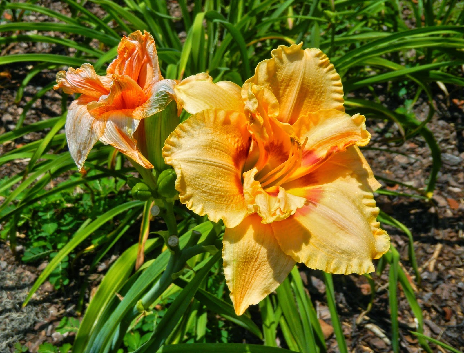Copyright 2014 Frances J. Pearce Daylily growing at Edisto Memorial Gardens