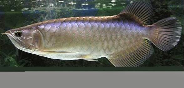 treasures of kalimantan dragon
