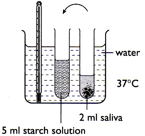 a hypothesis and an experiment on the amylase an enzyme that catalyses the hydrolysis of starch into Running head: effect of ph on amylase activity helps to speed up or catalyzes starch hydrolysis due to the fact enzymes are effect of ph on amylase. a hypothesis and an experiment on the amylase an enzyme that catalyses the hydrolysis of starch into Running head: effect of ph on amylase activity helps to speed up or catalyzes starch hydrolysis due to the fact enzymes are effect of ph on amylase.
