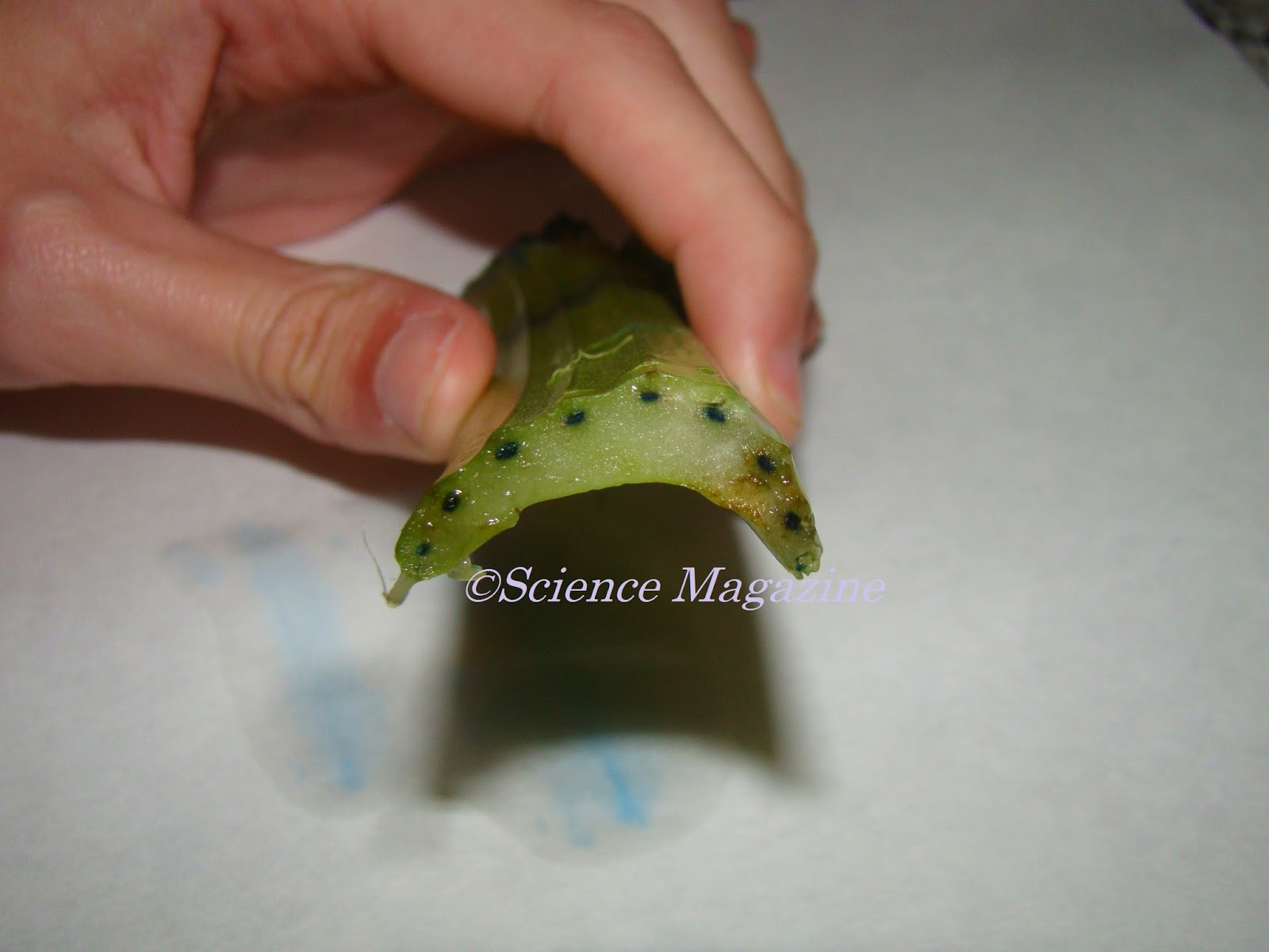 Science Magazine OBSERVING XYLEM VESSELS IN CELERY