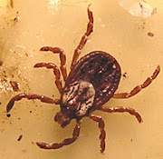 This creepy little bugger is a wood tick, or American dog tick (wood tick )