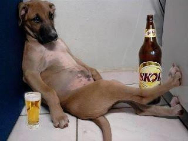 perro-borracho