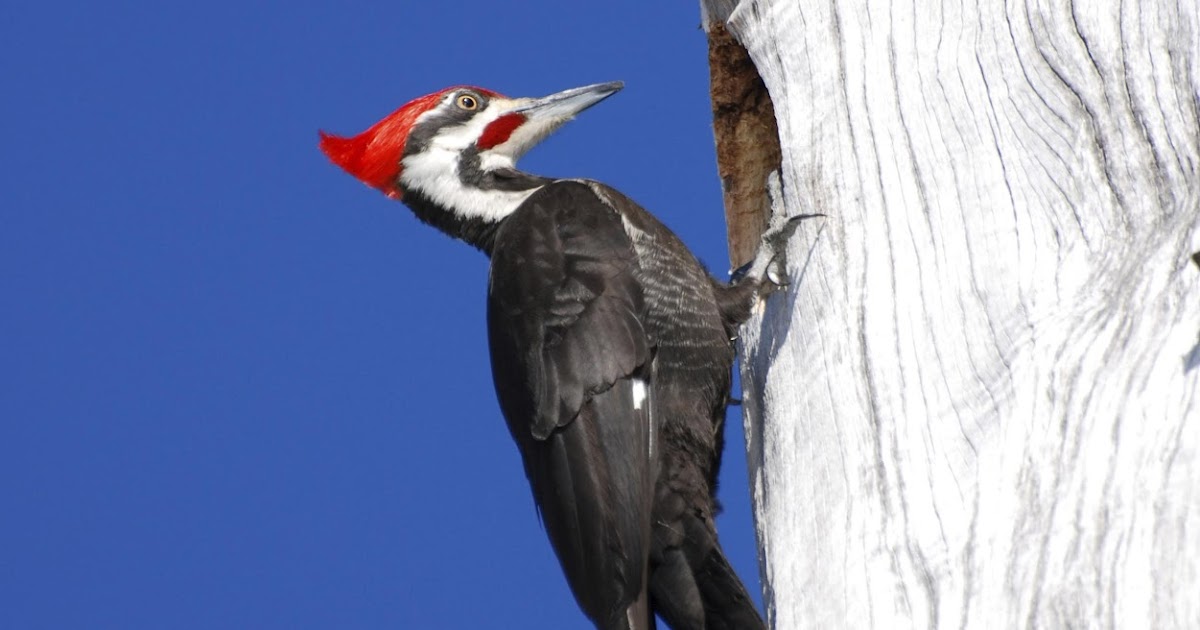 Animal World Why Do Woodpeckers Peck On Wood?