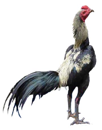 Ayam Laga Thailand